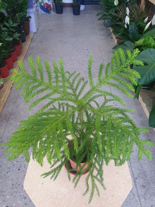 Araukariya араукария archa