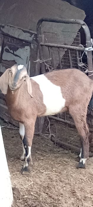 Англо-нубийский лак теке ауыстырам.