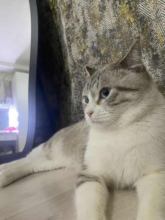 Отдам Кота в добрые руки