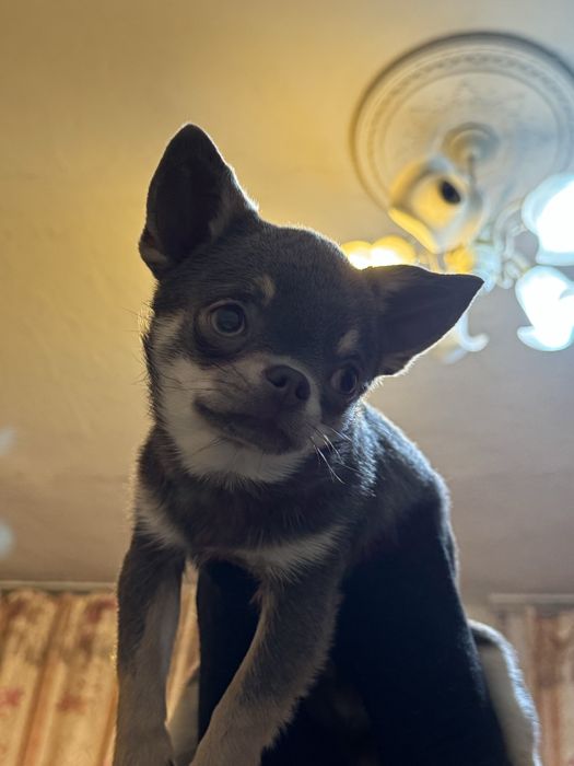 Ищем девочку чихуахуа для вязки