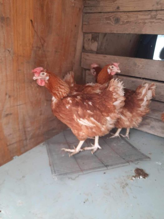 Кокошки Носачки за