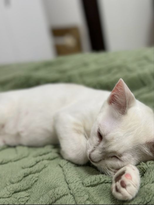 Pet sitter, pensiune pisici