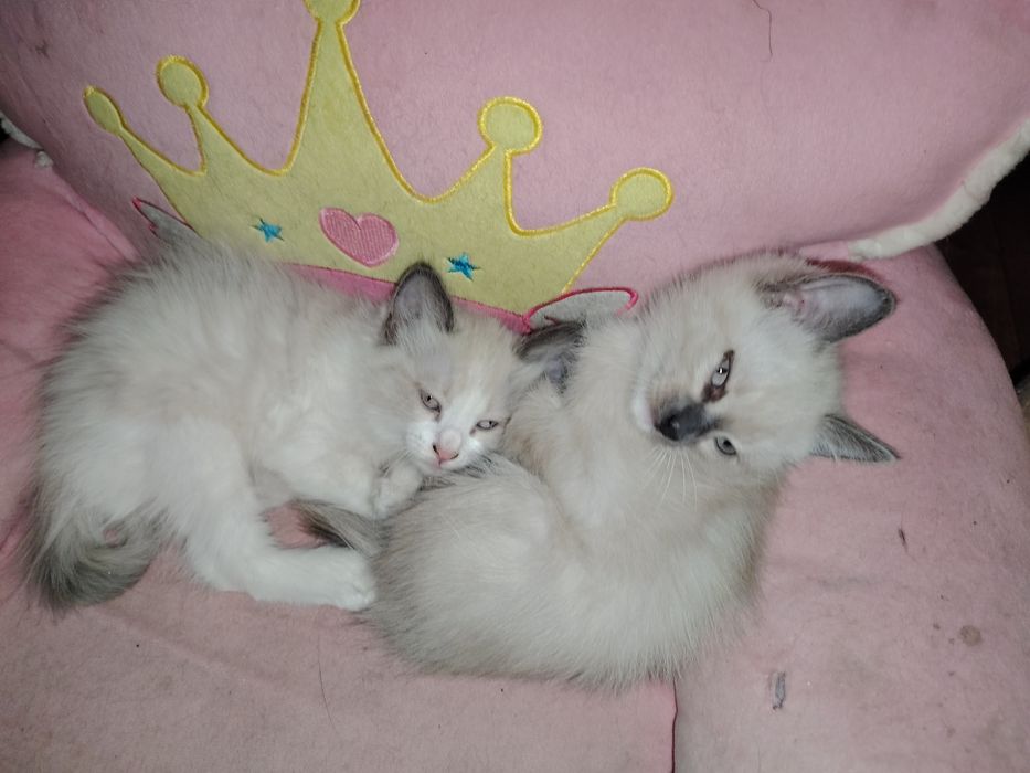 Срочно нужен дом