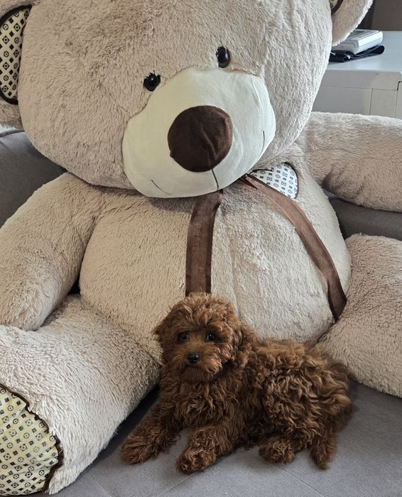 Пудел той /Poodle toy генетични тестове на родителите  родословие