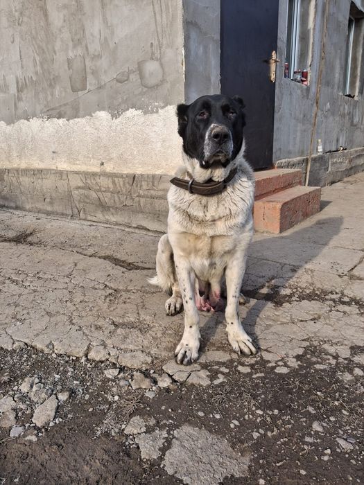 Продам кабель алабая