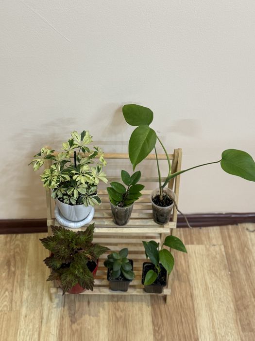 6 отростков за 6500 тенге