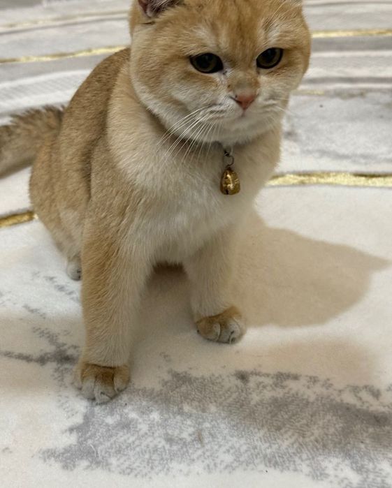 Mushuk srochna sotiladi Кошка