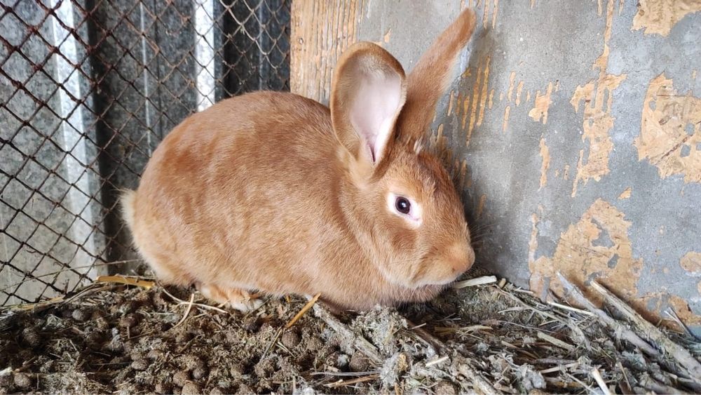 Продам кроликов бургунской породы