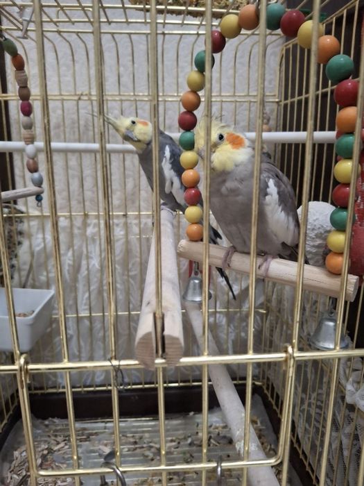 Продаются попугаи, цыганки