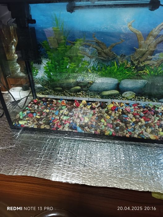 Akuvarum 50 literli xolati yaxshi