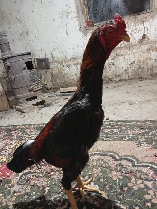 Жалпак Жуан шоже келте Бакай к!!!