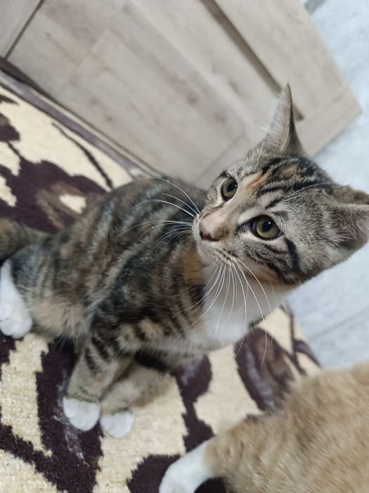 Отдам котят в хорошие руки