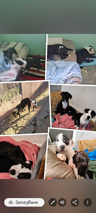 Домашни любимци  - Американски Стаф малки кученца паленца