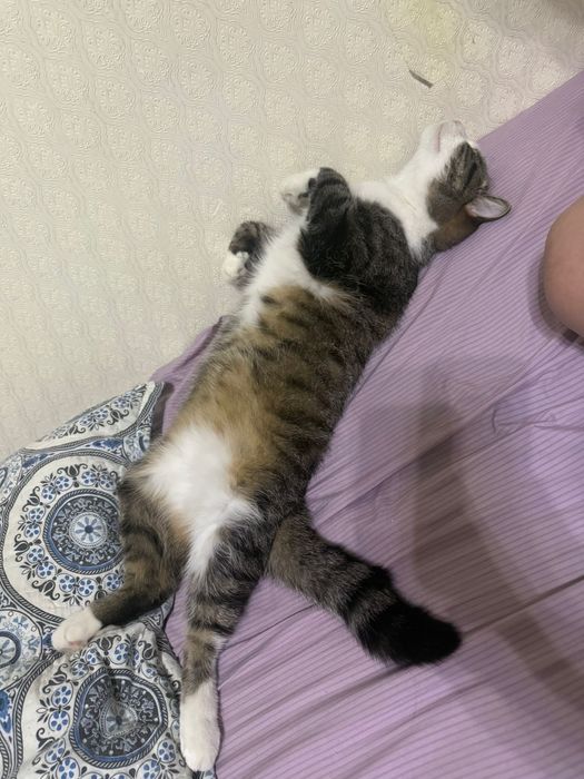 Отдам кота  даром