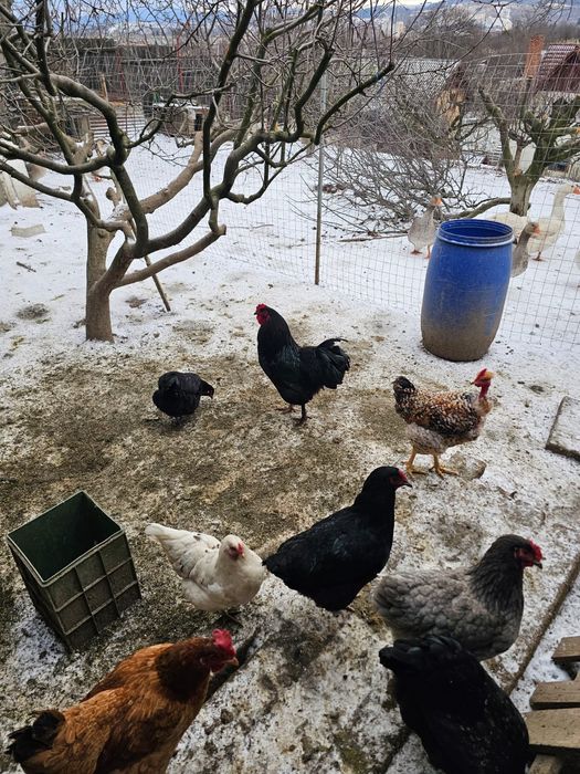 Găini și cocoși de vânzarea