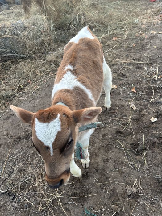 Продам корову с бычком первый отел