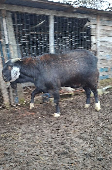 Disponibil tap angolo nubian in mai face 2 ani