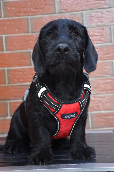 schnauzer negru, mascul 3 luni