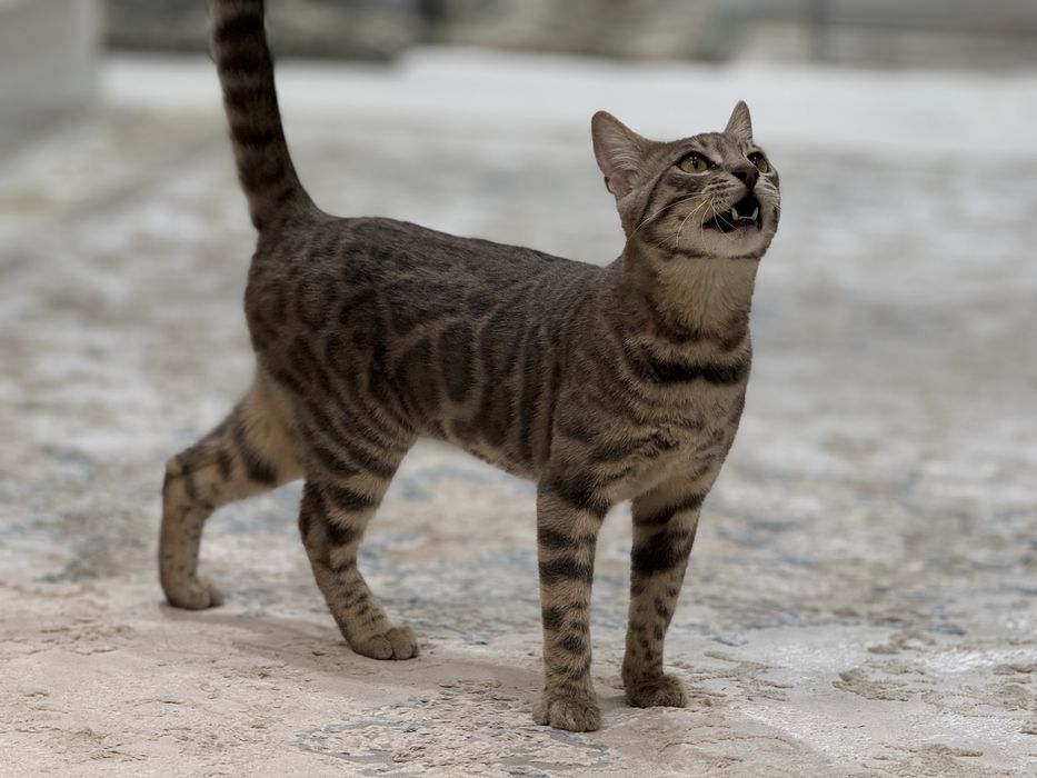 Bengal mushukcha