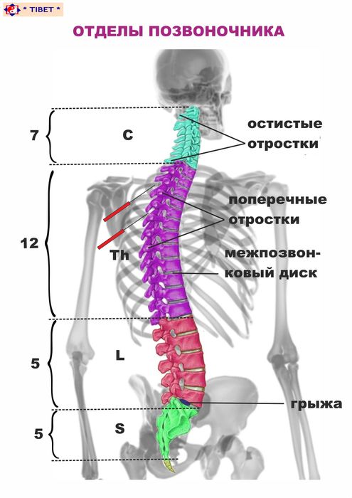 Семинар по обезболиванию болей в спине / Белдаги оғриқларни йўқотиш