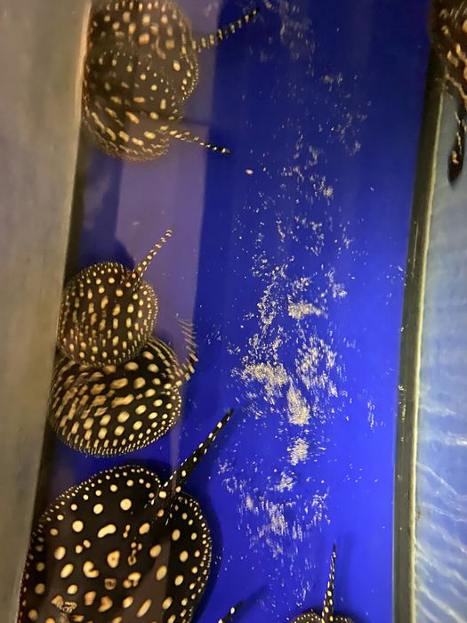 Продам Скатов Леопольди