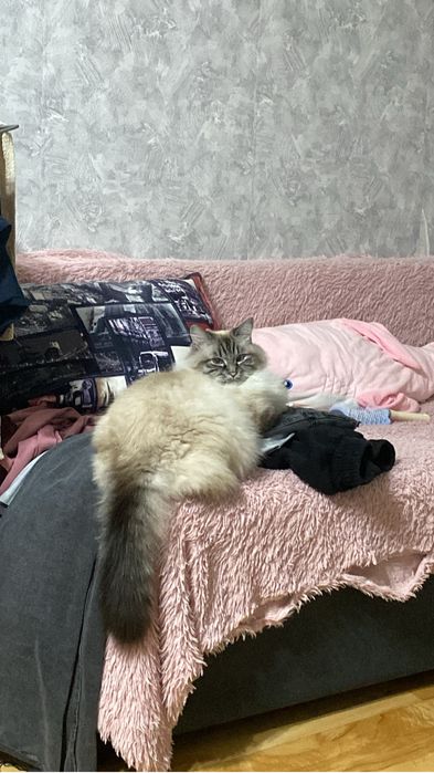 Ищу дом для кошки