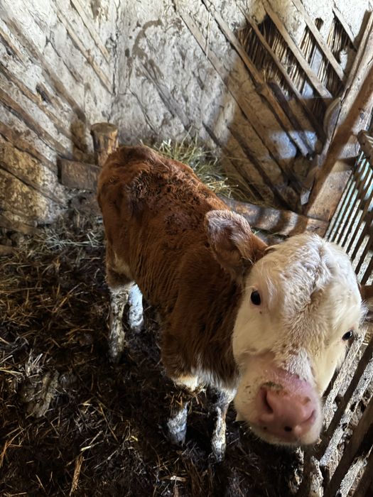 Продам телочку 2 мес