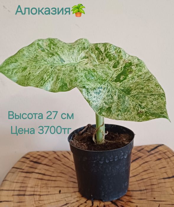 Комнатные цветы!