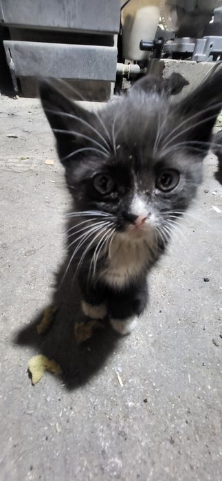 Котята в добрые руки !