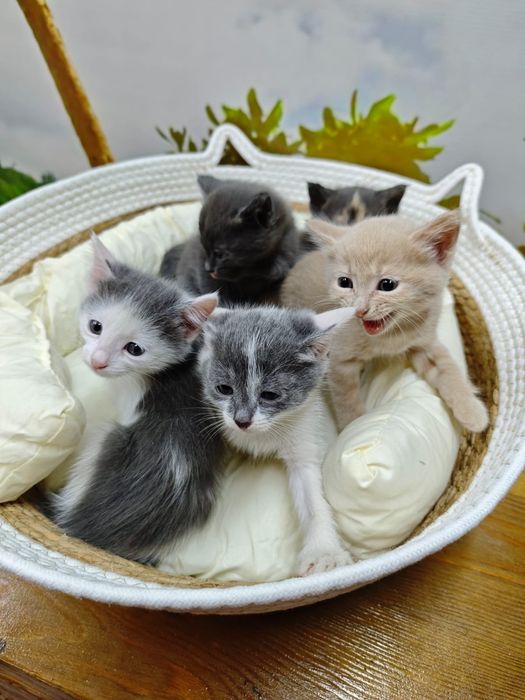 Отдаю котят даром