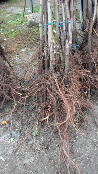 Vând diferite soiuri de pomi fructiferi