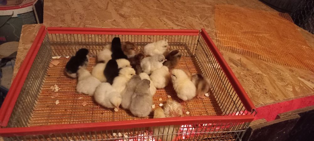 Pui de curte de o zi