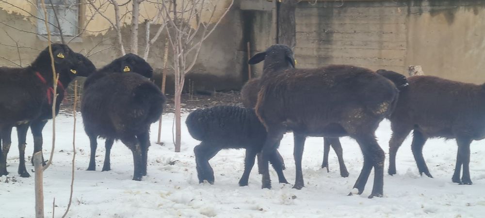 қой тоқты семіз 1 жасар