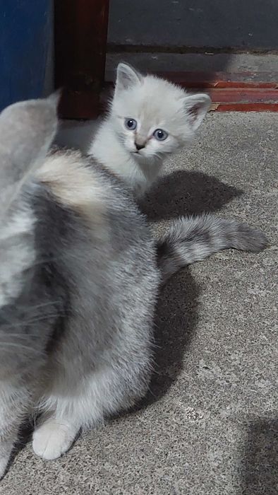 котята в хорошие руки даром