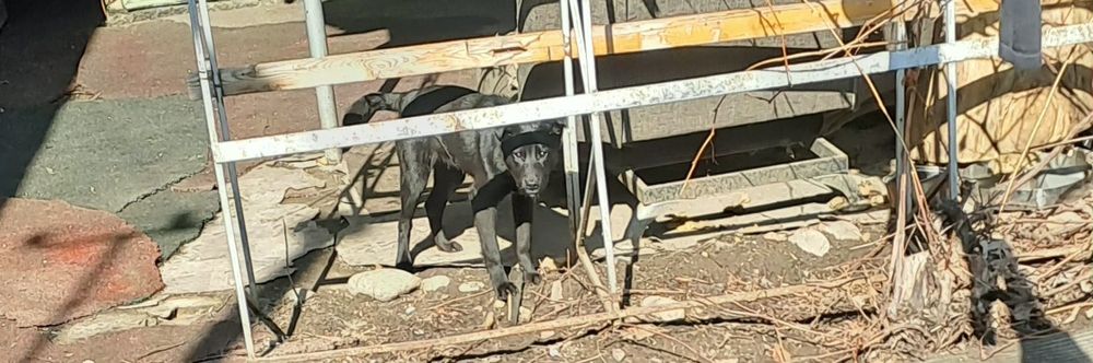 Щенок подросток для охраный