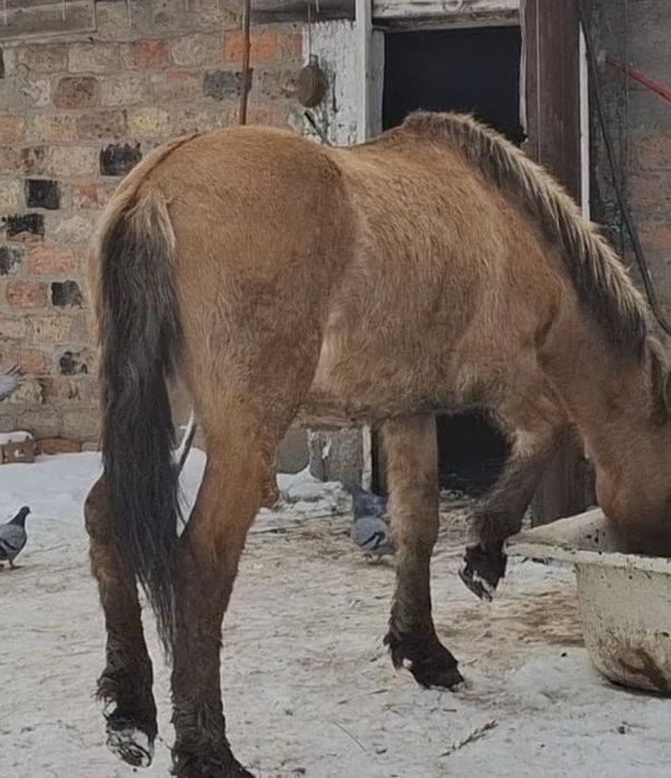 Тайдан құнан шығар сатылады