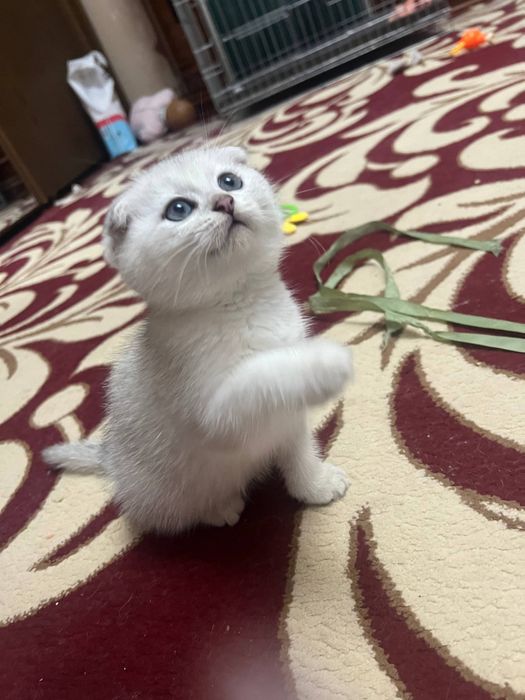 Продаётся чистокровная серебристая шиншилла девочка