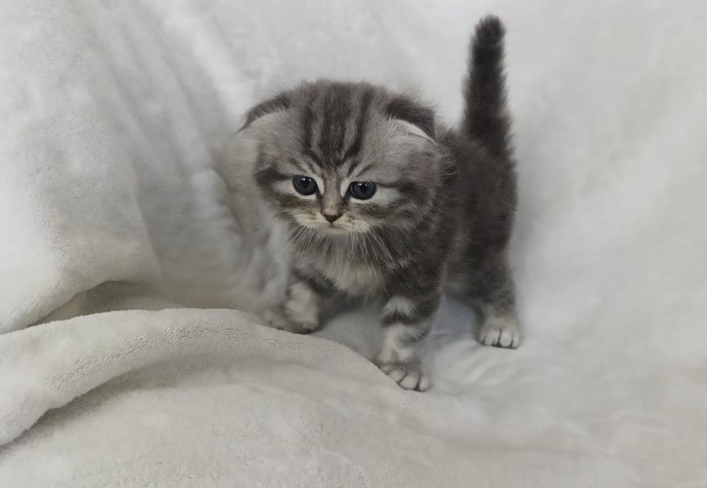 Продам шотландских котят