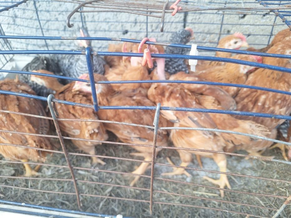 Vind pui de 5 saptamin  mixt