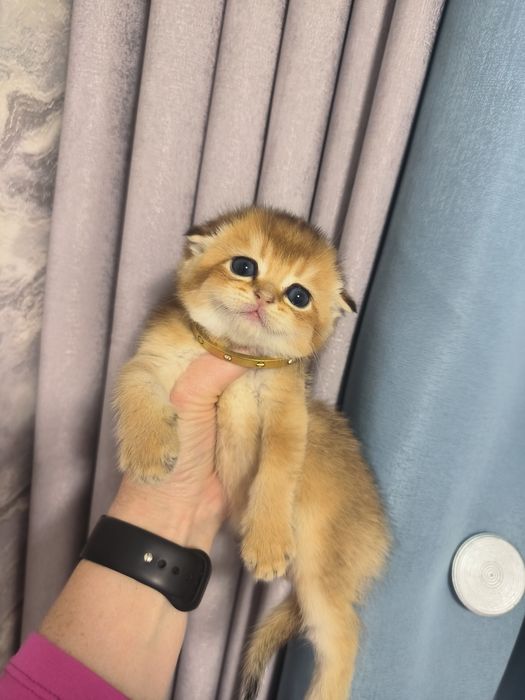 Котята от правильной вязки