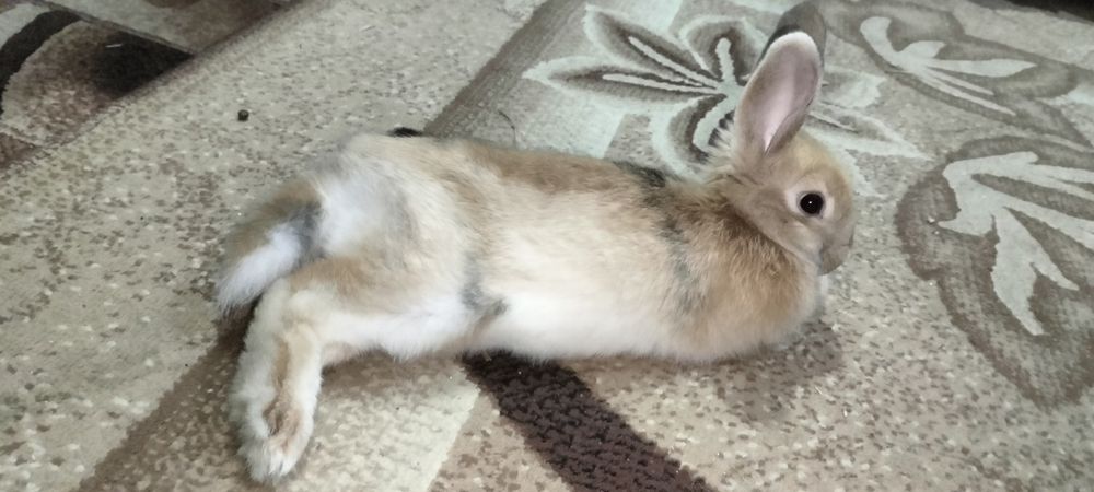 Продам кролика с клеткой.  (девочка)