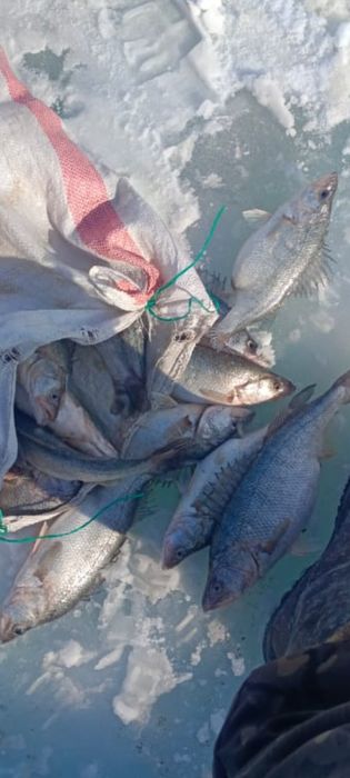 Рыба. Окунь и судак Алакольский