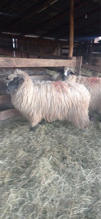 De vanzare 4 oi breze