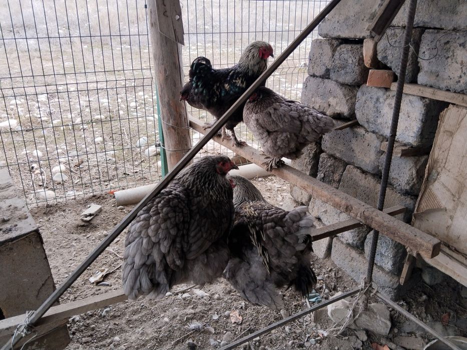 Петух әтеш сатамын полу брам