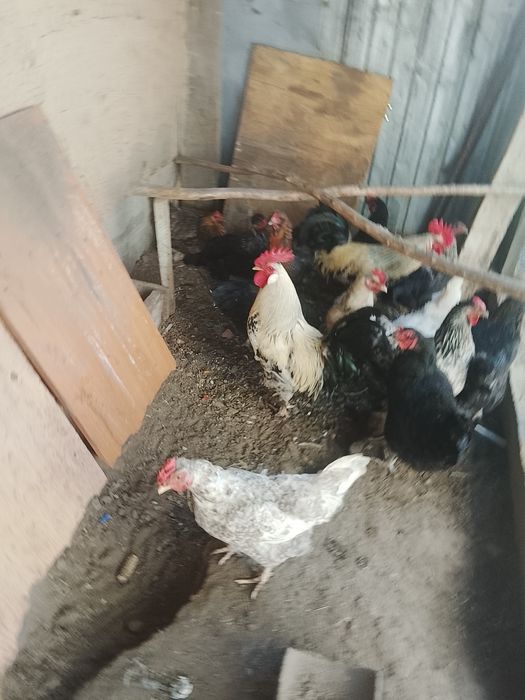 Продам кур домашнее