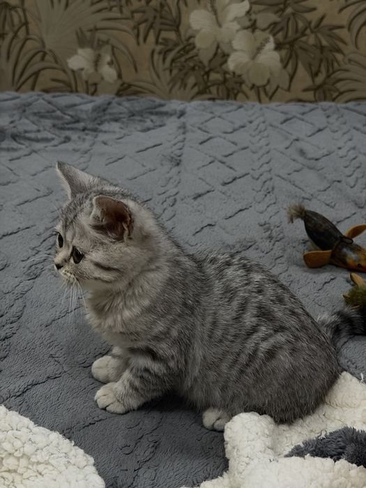 Британский короткошерстный котенок