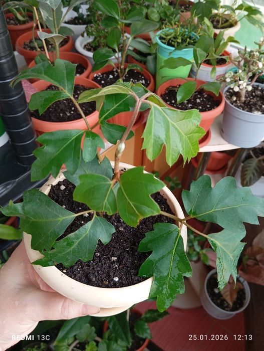 Цветы комнатные растения