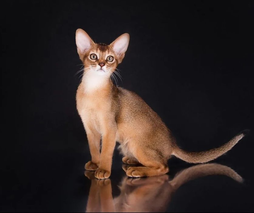 Абиссинские  малыши