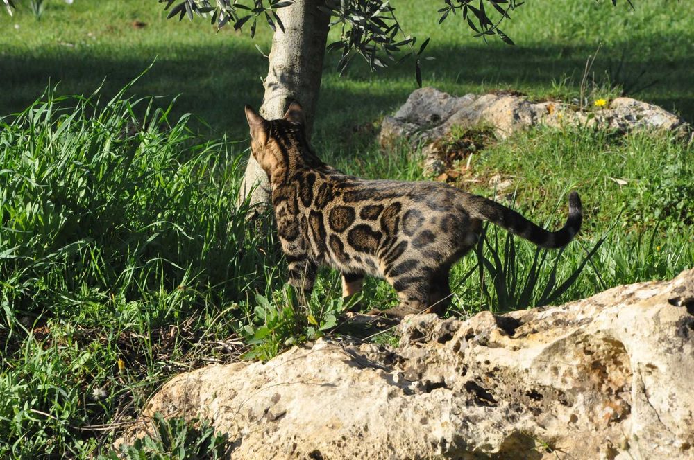 Бенгалски котарак