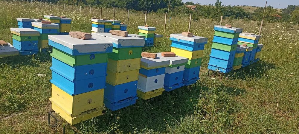 Пчелни отводки 2026